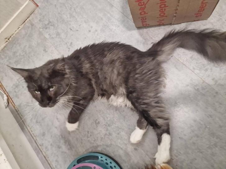 Stamboom | Maine Coon Smoke | Dekkater zonder beperkingen, Dieren en Toebehoren, Katten en Kittens | Dekkaters, 0 tot 2 jaar