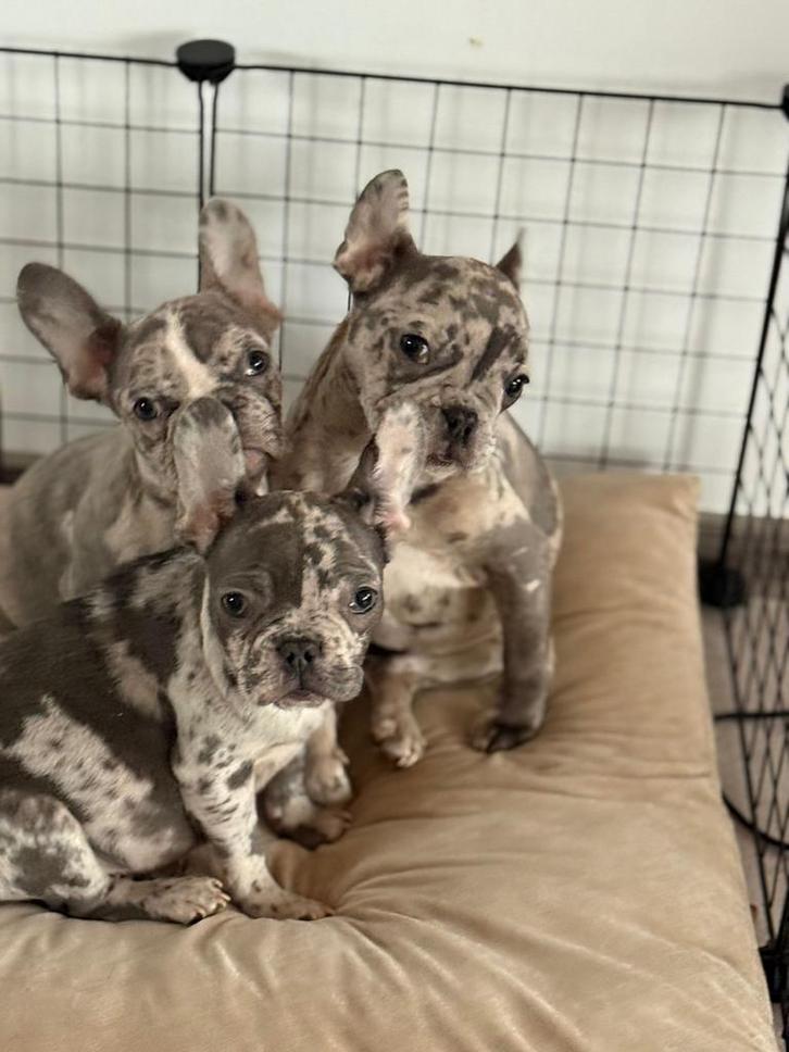 Prachtige franse bulldog puppy’s Bleu Merle met blauwe ogen, Dieren en Toebehoren, Honden | Bulldogs, Pinschers en Molossers, Reu