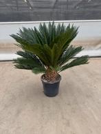 Cycas revoluta p 30 cm h 100 cm, Ophalen, Overige soorten, Volle zon