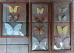 Vlinders vlinderverzameling in dubbel glas lijst Vintage, Ophalen of Verzenden, Gebruikt, Insect, Opgezet dier