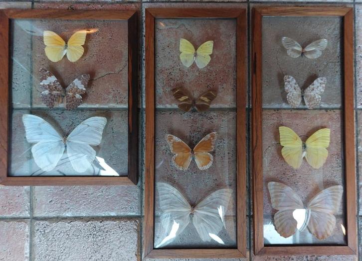 Vlinders vlinderverzameling in dubbel glas lijst Vintage, Verzamelen, Dierenverzamelingen, Gebruikt, Opgezet dier, Insect, Ophalen of Verzenden