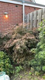 Japense esdoorn, Tuin en Terras, Planten | Bomen, Ophalen, Bloeit niet, Halfschaduw, Overige soorten