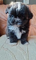 Pomshi pups, Dieren en Toebehoren, Overige rassen, CDV (hondenziekte), 8 tot 15 weken, Meerdere