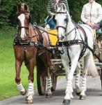 Zilco webz kunstof combi tuig enkel en dubbelspan / tweespan, Dieren en Toebehoren, Ophalen of Verzenden, Overige soorten