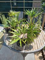 Trachycarpus fortunei palmboompjes, Tuin en Terras, Ophalen of Verzenden, Zomer, Overige soorten, Volle zon