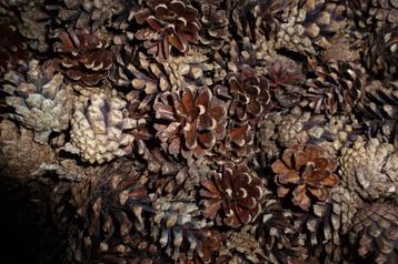 5 x 200 mooie droge natuurlijke baby DENNENAPPELS ( P ) beschikbaar voor biedingen