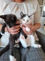 2 mooie  kittens