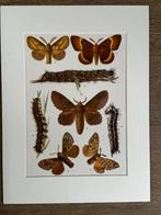 1926 Vlinders / Nachtvlinders L I T H O, Antiek en Kunst, Kunst | Etsen en Gravures, Ophalen of Verzenden