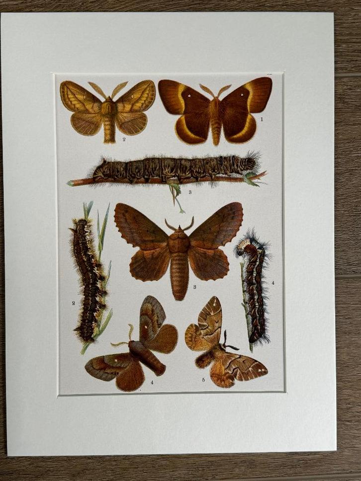 1926 Vlinders / Nachtvlinders L I T H O, Antiek en Kunst, Kunst | Etsen en Gravures, Ophalen of Verzenden