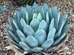 Agave Parryi Truncata Winterhard, Ophalen of Verzenden, Zomer, Overige soorten, Volle zon
