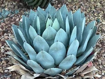 Agave Parryi Truncata Winterhard beschikbaar voor biedingen