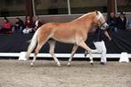 Haflinger merrie 10 jaar, Merrie, Minder dan 160 cm, B, Gechipt