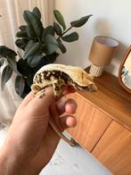 Lilly White 100% HET Axanthic wimpergekko, Dieren en Toebehoren, Reptielen en Amfibieën, Hagedis, Tam, 3 tot 6 jaar