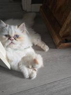 Perzisch poesje *mag verhuizen!, Poes, Ontwormd, 0 tot 2 jaar