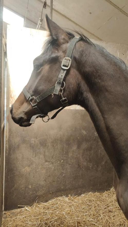 Zeer knap hengstveulen van Secret Lover x Tuschinski, Dieren en Toebehoren, Paarden, Hengst, Onbeleerd, 0 tot 2 jaar, Dressuurpaard