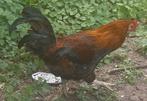 Te koop 2 roodpatrijze Araucanahanen met baard en staart, Dieren en Toebehoren, Pluimvee, Mannelijk, Kip