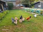 Broedeieren brahma, Dieren en Toebehoren, Geslacht onbekend, Kip