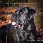 Topcombinatie Cane Corso pups puppy puppies, Fokker | Hobbymatig, 15 weken tot 1 jaar, Overige rassen, Buitenland