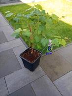 Druivenboom 'Boskoop Glorie' in pot, Overige soorten, Minder dan 100 cm, Ophalen, Volle zon