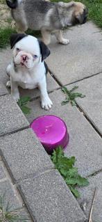 gezonde Mops pupjes met stamboom uit onderzochte ouders, Overige rassen, CDV (hondenziekte), 8 tot 15 weken, Meerdere