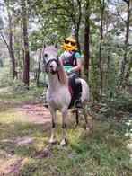 A pony welsh merrie, Dieren en Toebehoren, Paarden, Merrie, Minder dan 160 cm, Recreatiepaard