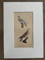 1830 - La Tourterelle - de tortel - Vogel - oud, Antiek en Kunst, Kunst | Etsen en Gravures, Ophalen of Verzenden