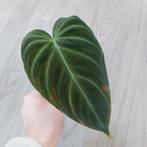 Philodendron Splendid geworteld stek, Huis en Inrichting, Kamerplanten, Ophalen of Verzenden, Overige soorten, Minder dan 100 cm