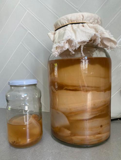 Kombucha scoby starter, Diversen, Levensmiddelen, Ophalen