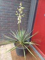 yucca gloriosa, Volle zon, Vaste plant, Zomer, Ophalen