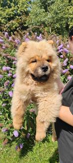 Chow chow pup te koop, Rabiës (hondsdolheid), 15 weken tot 1 jaar, Eén hond, Nederland