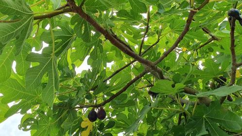 Grote vijgenboom vijg, Tuin en Terras, Planten | Bomen, Overige soorten, Volle zon, Bloeit niet, Ophalen