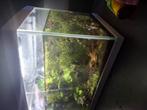 Compleet aquarium, Vis, Zoetwatervis