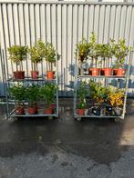25 citrus planten aanbieding, Ophalen, Minder dan 100 cm