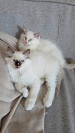 2 prachtige lieve katertjes. Chocolate mitted en seal point., Dieren en Toebehoren, Kater, Gechipt