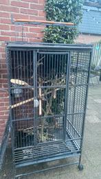 Papegaaienkooi, Mannelijk, Papegaai