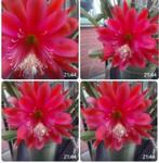 epiphyllum cactus  el torro gewortelde stekken, Minder dan 100 cm, Bloeiende kamerplant, Halfschaduw, Ophalen of Verzenden