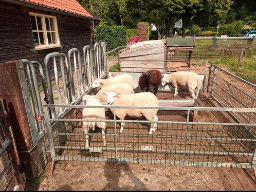 Te koop stamboek swifter ooilammeren, Dieren en Toebehoren, Schapen, Geiten en Varkens, Schaap, Vrouwelijk, 0 tot 2 jaar