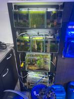 Aquarium stelling garnalen, Dieren en Toebehoren, Ophalen
