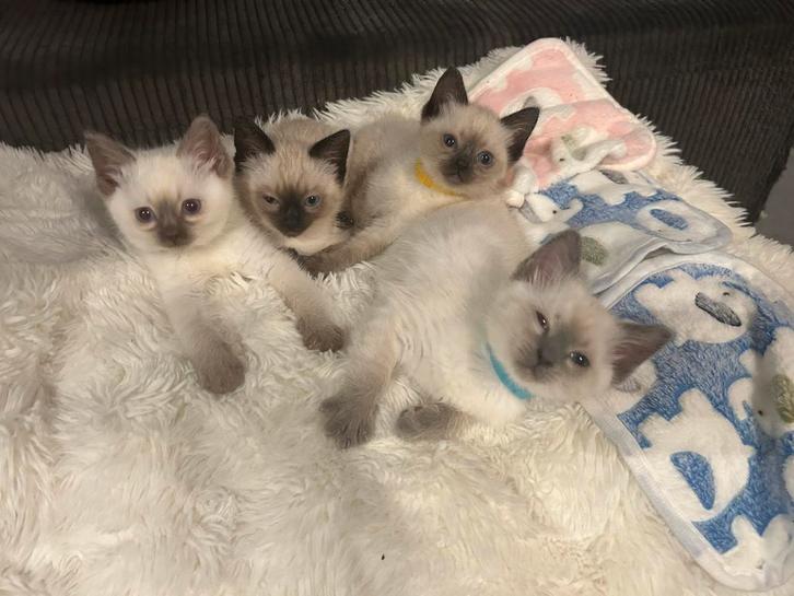 Ragdoll kittens 17 sept geboren, Dieren en Toebehoren, Katten en Kittens | Raskatten | Korthaar, Meerdere dieren, Gechipt