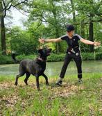 Lieve labrador x mechelse herder, Dieren en Toebehoren, Particulier, Rabiës (hondsdolheid), 6 jaar of ouder, Reu