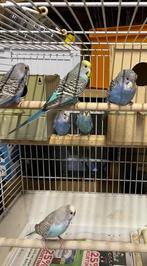 Mooi prachtig 6 stuke broedrijp blauw grasparkieten te koop, Dieren en Toebehoren, Vogels | Parkieten en Papegaaien, Meerdere dieren