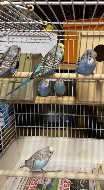 Mooi prachtig 6 stuke broedrijp blauw grasparkieten te koop beschikbaar voor biedingen