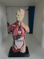 Anatomisch Model Torso met Uitneembare Organen, Ophalen of Verzenden, Zo goed als nieuw