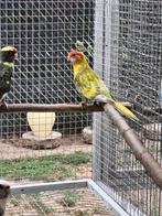 Rosella parkieten, Dieren en Toebehoren, Meerdere dieren, Parkiet, Geringd