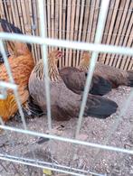 Hollandse kriel hennen per 4, Dieren en Toebehoren, Pluimvee, Vrouwelijk, Kip