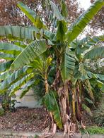 Bannan planten buiten, Tuin en Terras, Planten | Bomen, Ophalen, Volle zon, Overige soorten, Minder dan 100 cm