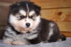 Schitterende raszuivere Pomsky pups blauwe oogjes, Overige rassen, 8 tot 15 weken, Meerdere, Meerdere dieren