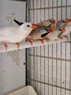 Diverse tropen, Meerdere dieren, Tropenvogel