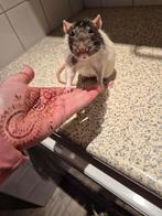 Mannetjes rat (gecastreerd) gratis ter adoptie., Dieren en Toebehoren, Knaagdieren, Rat, April, Mannelijk, Tam