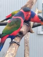 Koppel zwartcap lori's, Dieren en Toebehoren, Vogels | Parkieten en Papegaaien, Meerdere dieren, Parkiet, Geringd